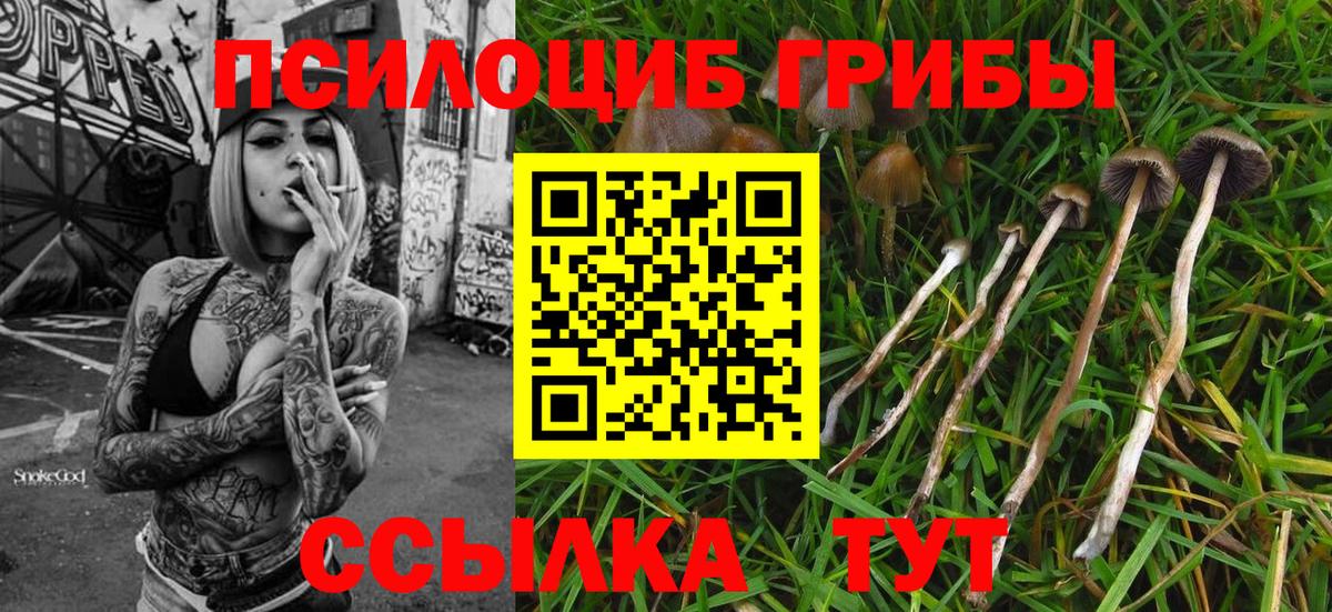 Галлюциногенные грибы Psilocybe Советская Гавань