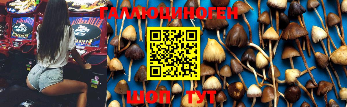 Галлюциногенные грибы Magic Shrooms  Вход с VPN  Советская Гавань  Галлюциногенные грибы GOLDEN TEACHER 